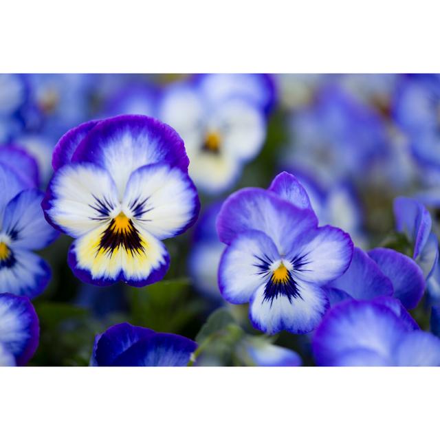 Canion Pansy - Wrapped Canvas Photograph Latitude Run Size: 30cm H x 46cm W x 3.8cm D on Productcaster.