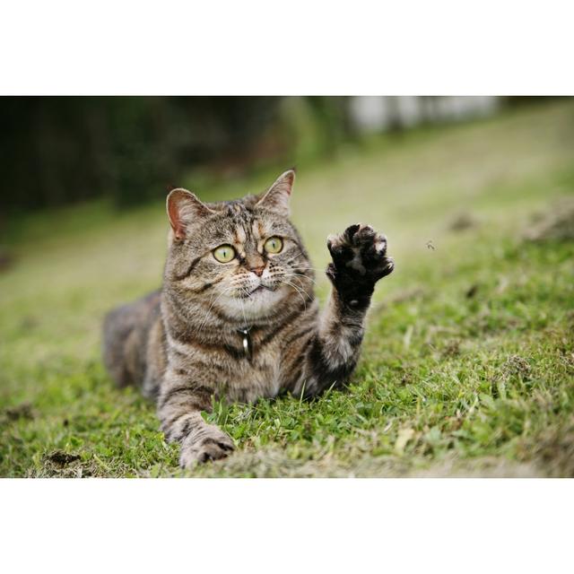 Cat with Her Paw Up by Sue Mack - Wrapped Canvas Photograph Ebern Designs Size: 50.8cm H x 76.2cm W on Productcaster.