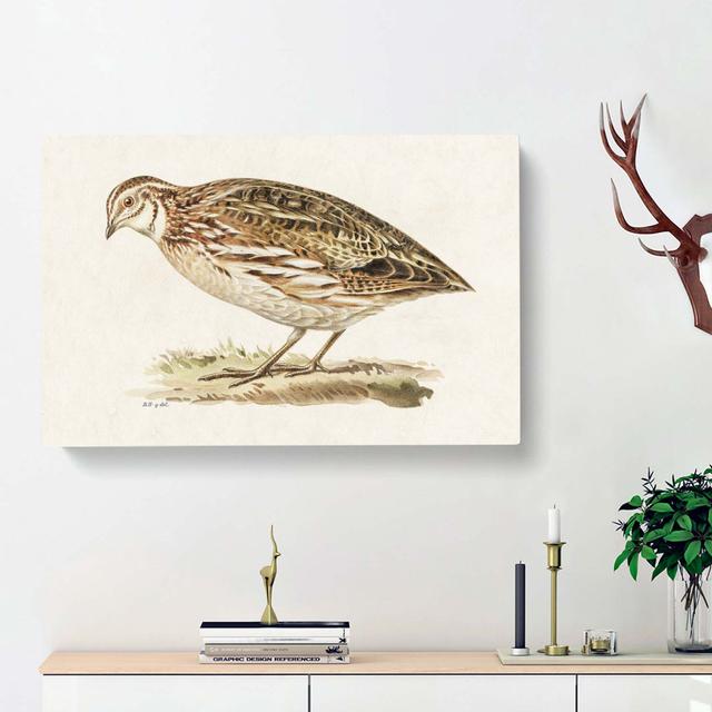 Common Quail by Von Wright - Wrapped Canvas Painting Print East Urban Home Size: 40cm H x 60cm W x 3cm D on Productcaster.