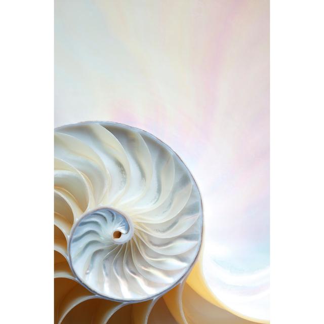 Nautilus shell House of Hampton Size: 90cm H x 60cm W on Productcaster.