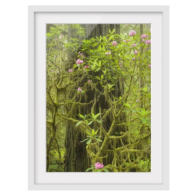 Del Norte Coast Redwoods State Park, California - Picture Frame Photograph Print on Paper East Urban Home Size: 55 cm H x 40 cm W, Frame Options: Matt on Productcaster.