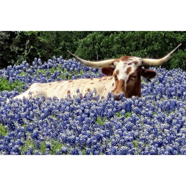 Longhorn In Bluebonnets - Wrapped Canvas Print Brambly Cottage Size: 61cm H x 91cm W x 3.8cm D on Productcaster.