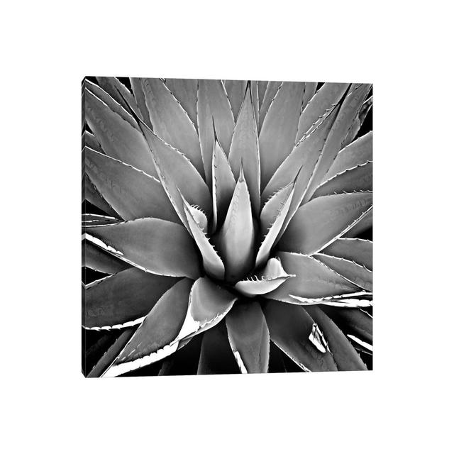 Black and White Succulent III by Mia Jensen - Wrapped Canvas Graphic Art World Menagerie Size: 30.48cm H x 30.48cm W x 1.91cm D on Productcaster.