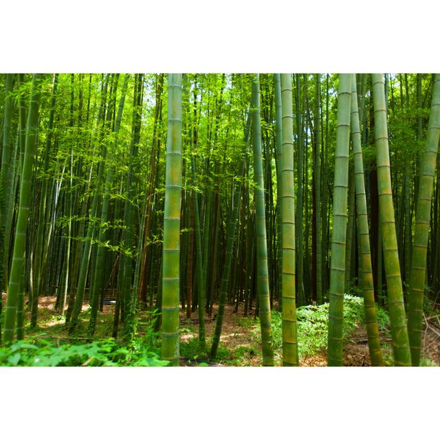 Bamboo Forest by Shihina - Wrapped Canvas Photograph Bay Isle Home Size: 30cm H x 46cm W on Productcaster.