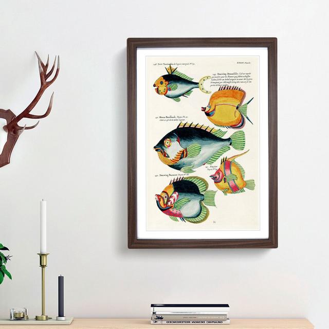 East Indies Fish Illustrations XXXII by Louis Renard - Picture Frame Graphic Art Print East Urban Home Frame Option: Walnut Framed, Size: 48cm H x 36c on Productcaster.