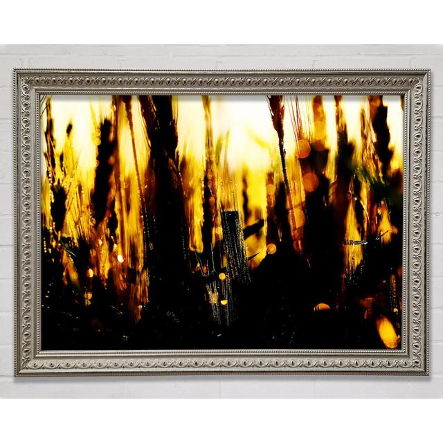 Silveren Wheatfield Framed Print Bright Star Size: 29.7cm H x 42cm W x 3cm D on Productcaster.