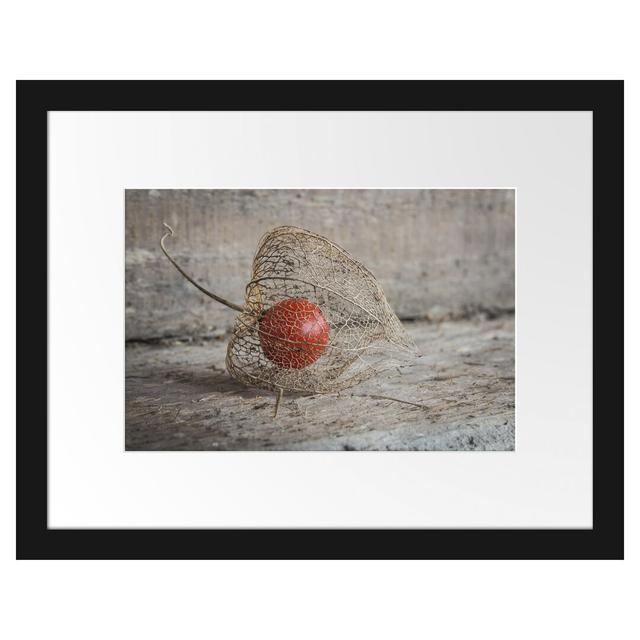 Gerahmtes Poster Physalis East Urban Home Größe: 30 cm H x 38 cm B on Productcaster.