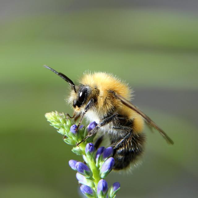 Catriona Shaggy Bumblebee by ASB63 - Wrapped Canvas Photograph Latitude Run Size: 76cm H x 76cm W x 3.8cm D on Productcaster.