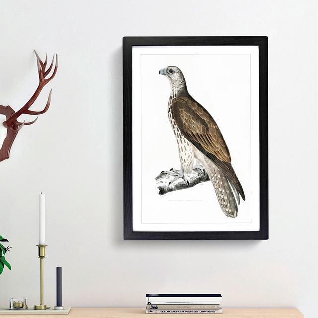 Cherrug Falcon by John Edward Gray - Picture Frame Graphic Art Print East Urban Home Frame Option: Black Framed, Size: 48cm H x 36cm W x 2cm D on Productcaster.