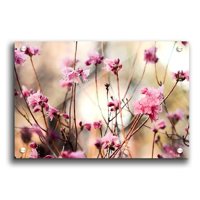 Spring Teasers Flowers - Unframed Photograph Print on Acrylic East Urban Home Size: 29.7cm H x 42cm W on Productcaster.