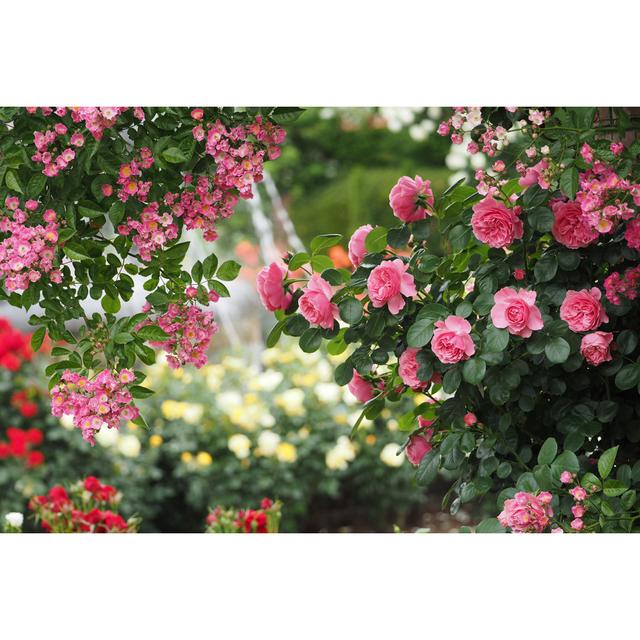 Rose by Cocoole - Wrapped Canvas Photograph Marlow Home Co. Size: 30cm H x 46cm W on Productcaster.