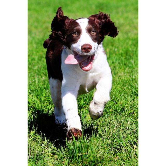 A Happy Dog Running Through a Park by Barsik - Wrapped Canvas Photograph Ebern Designs Size: 46cm H x 30cm W on Productcaster.