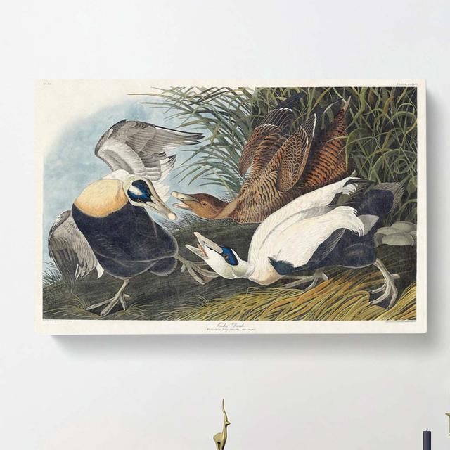 Eider Duck by John James Audubon - Wrapped Canvas Painting Print East Urban Home Size: 35cm H x 50cm W x 3cm D on Productcaster.