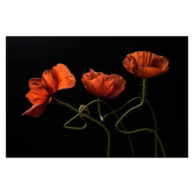 Poppies at Midnight 1.9m x 2.88m Textured Matte Peel & Stick Wall Mural East Urban Home on Productcaster.