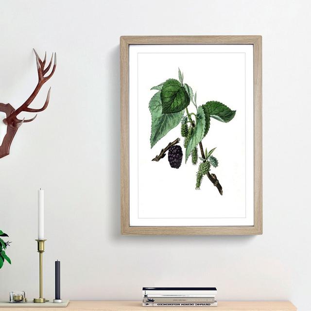 Black Mulberry Plant Illustration - Picture Frame Art Print East Urban Home Size: 48cm H x 36cm W x 2cm D, Frame Option: Oak Framed on Productcaster.