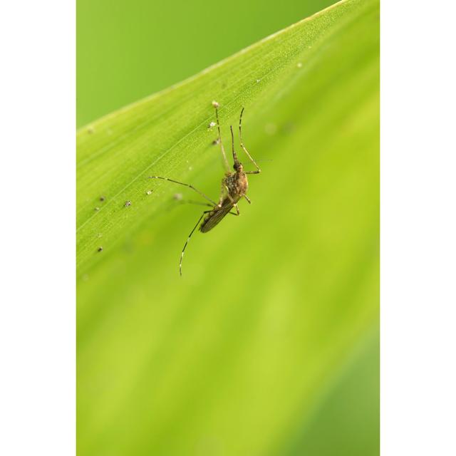 Mosquito by Mosquito - Wrapped Canvas Print Latitude Run Size: 122cm H x 81cm W x 3.8cm D on Productcaster.