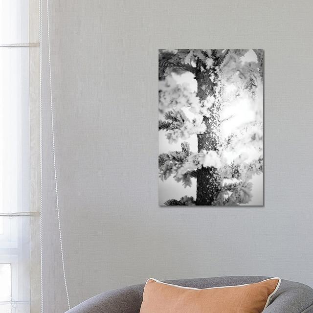 Hoarfrost Pine up Close by Nik Rave - Wrapped Canvas Giclée Brayden Studio Size: 66.04cm H x 45.72cm W on Productcaster.