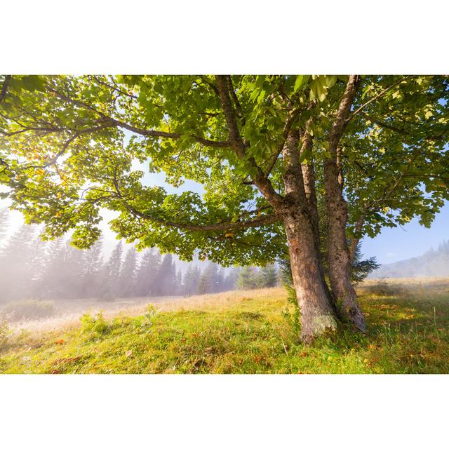 Oak Tree in Summer by Dmytro Kosmenko - Wrapped Canvas Photograph Marlow Home Co. Size: 61cm H x 91cm W on Productcaster.