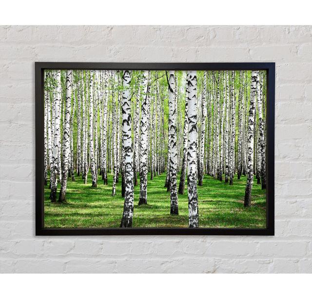 Silver Birch Beauty Framed Print Bright Star Size: 59.7cm H x 84.1cm W x 3.3cm D on Productcaster.