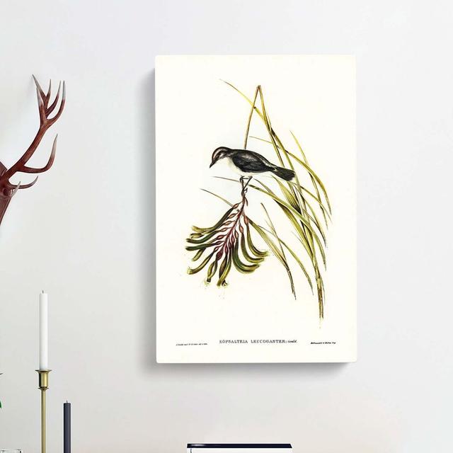 White Bellied Robin by Elizabeth Gould - Wrapped Canvas Graphic Art Print East Urban Home Size: 76cm H x 50cm W x 3cm D on Productcaster.