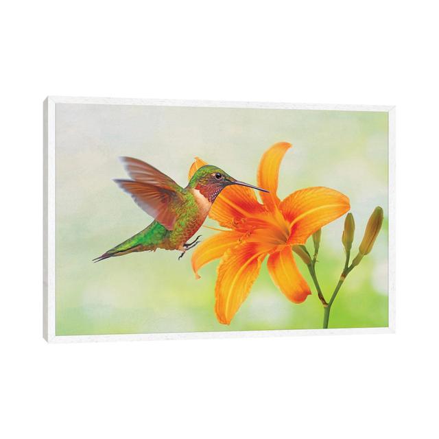 Hummingbird And Orange Day Lily by Laura D Young - Gallery-Wrapped Canvas Giclée on Canvas Lark Manor Size: 45.72cm H x 66.04cm W x 3.81cm D, Format: on Productcaster.