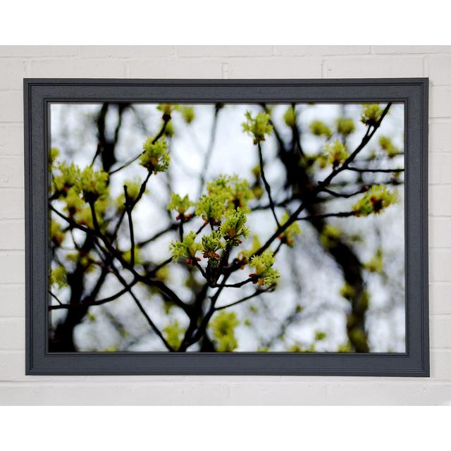 The First Signs of Spring - Single Picture Frame Art Prints Ebern Designs Size: 42cm H x 59.7cm W on Productcaster.