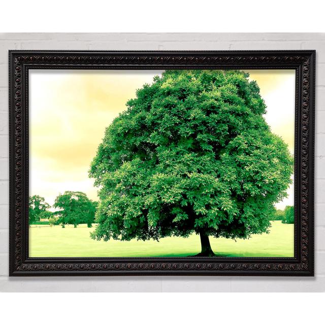 Green Tree Framed Print Bright Star Size: 84.1cm H x 118.9cm W on Productcaster.