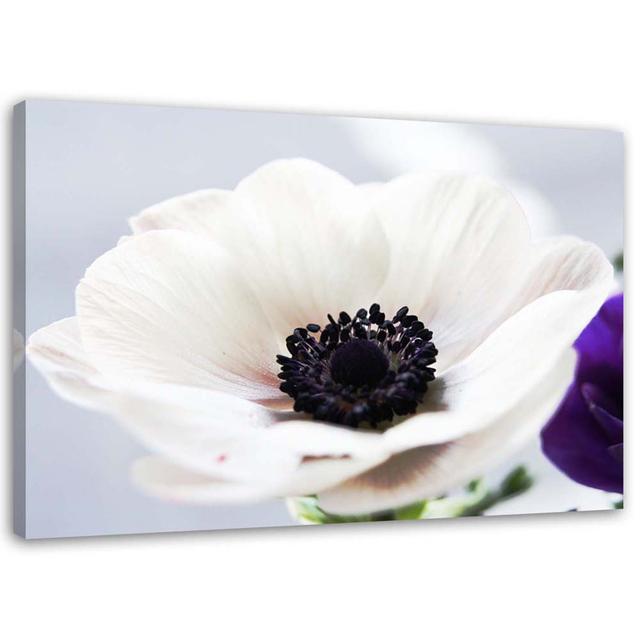 Leinwandbild White anemone on grey background Ebern Designs Größe: 40 cm x 60 cm on Productcaster.