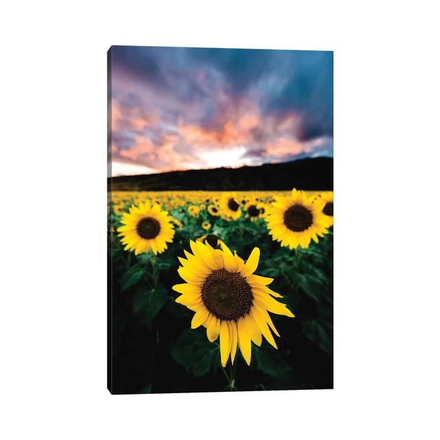 Sunflower Sunset by Lucas Moore - Wrapped Canvas Photograph Brambly Cottage Size: 45.72cm H x 30.48cm W x 1.905cm D on Productcaster.