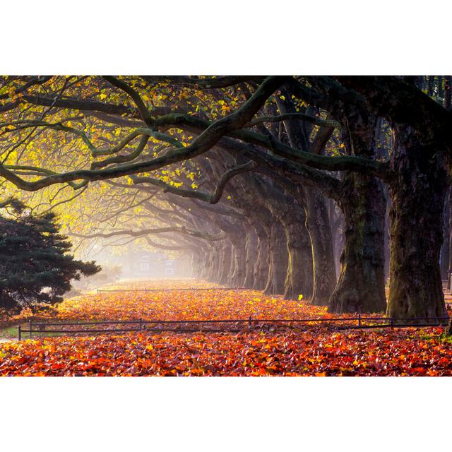 Autumn morning Alpen Home Size: 90cm H x 60cm W on Productcaster.