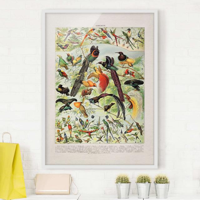 Vintage Educational Board Birds of Paradise - Picture Frame Graphic Art Rosalind Wheeler Frame Option: White, Size: 70cm H x 50cm W x 2cm D on Productcaster.