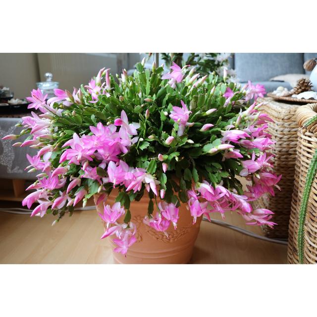 Schlumbergera Truncata by Claranila - Wrapped Canvas Photograph Marlow Home Co. Size: 81cm H x 122cm W on Productcaster.