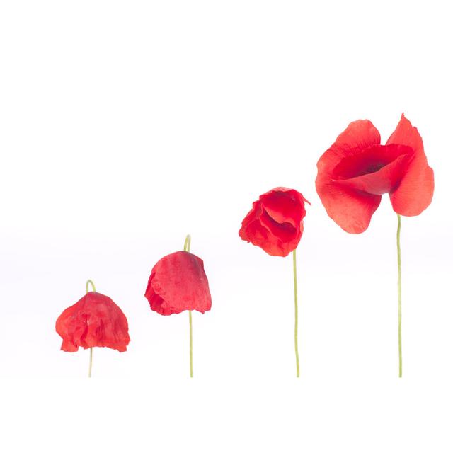 Poppy by MarcoMarchi - Print Marlow Home Co. Size: 60cm H x 90cm W on Productcaster.