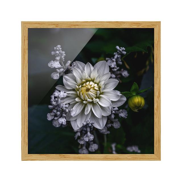 White Dahlia - Picture Frame Photograph Ebern Designs Frame Option: Brown Framed, Size: 70cm H x 70cm W x 2cm D on Productcaster.