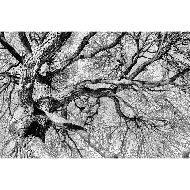 Tree Branch by Icealien - Wrapped Canvas Print Union Rustic Size: 30cm H x 46cm W x 3.8cm D on Productcaster.