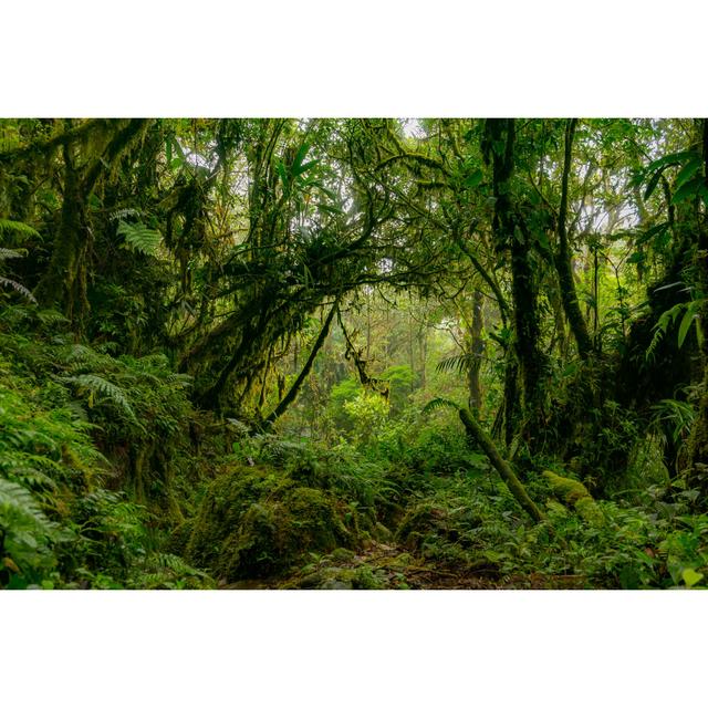 Amazon Jungle - Rainforest by Marcin Madry - Wrapped Canvas Print Alpen Home Size: 30cm H x 46cm W on Productcaster.