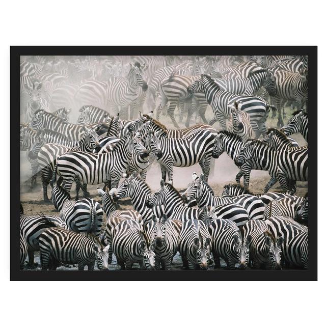 Zebra Herd - Picture Frame Graphic Art Union Rustic Size: 50cm H x 70cm W x 2cm D, Frame Option: Black Framed on Productcaster.