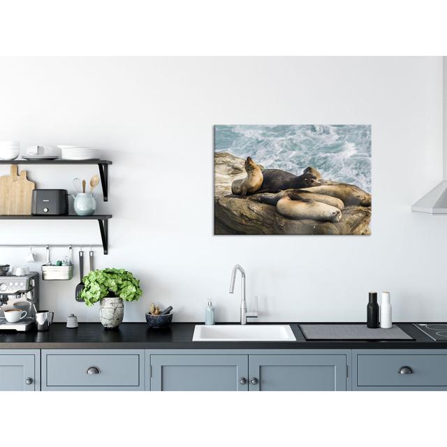 Sea Lions in a Bay - Unframed Photograph on Glass Highland Dunes Size: 70cm H x 100cm W x 0.4cm D on Productcaster.