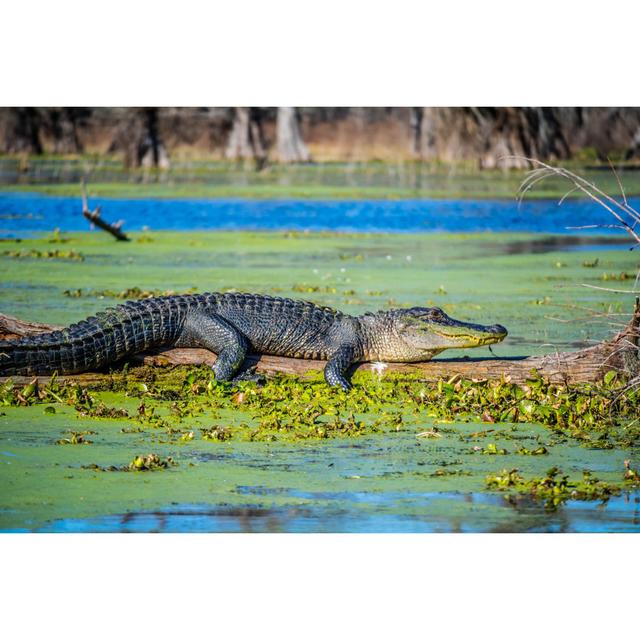 A Large American Crocodile In Abbeville, Louisiana by Cheri Alguire - Wrapped Canvas Print Union Rustic Size: 60.96cm H x 91.44cm W on Productcaster.