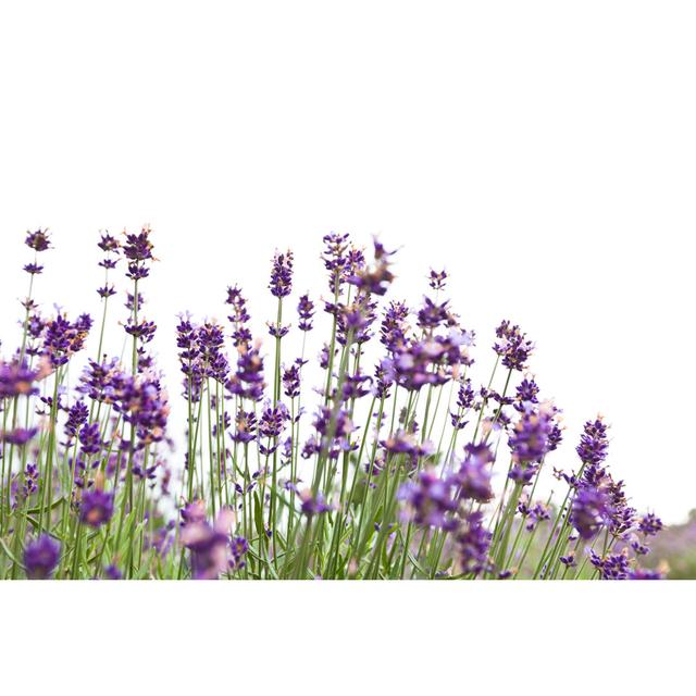 Lavender Flowers On White by Ooyoo - No Frame Art Prints on Canvas 17 Stories Size: 51cm H x 76cm W on Productcaster.