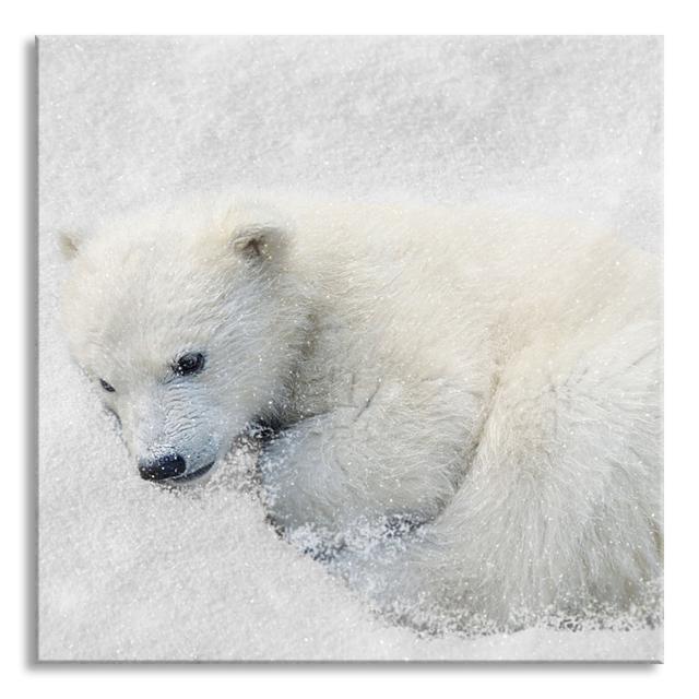 Polar Bear in the Snow - Unframed Photograph on Glass Union Rustic Size: 80cm H x 80cm W x 0.4cm D on Productcaster.