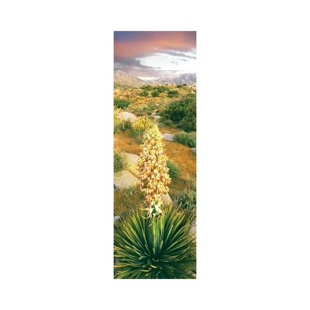 Close-up of Spanish Bayonet, Culp Valley, Anza-Borrego Desert State Park, California, USA - Wrapped Canvas Painting ClassicLiving Size: 91.44cm H x 30 on Productcaster.