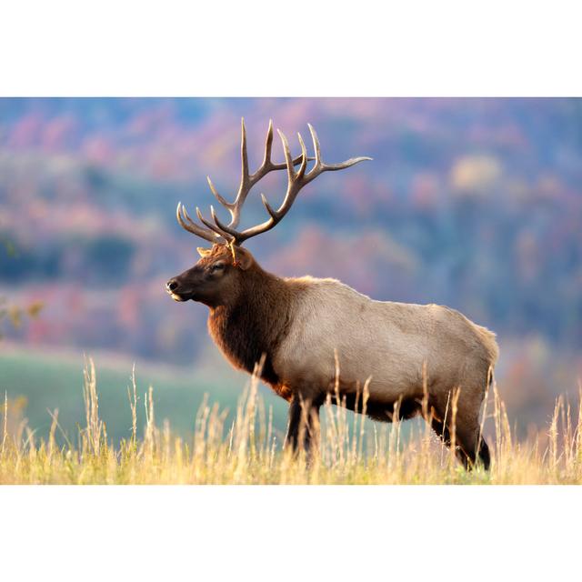 Bull Elk - Wrapped Canvas Print Union Rustic Size: 50.8cm H x 76.2cm W on Productcaster.