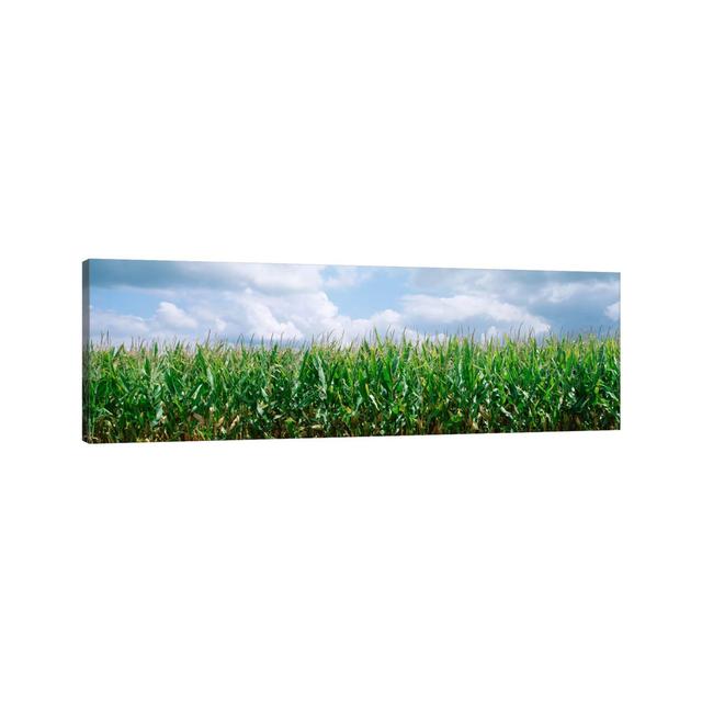 Clouds over a Corn Field, Christian County, Illinois, USA - Wrapped Canvas Panoramic Photograph Brayden Studio Size: 40.64cm H x 121.92cm W x 1.91cm D on Productcaster.