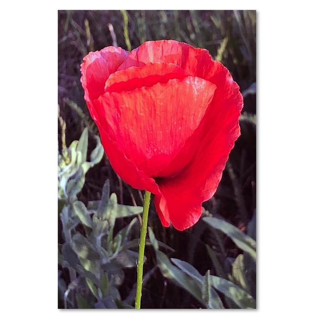 Leinwandbild Roter Mohn ModernMoments Größe: 120 cm H x 80 cm B on Productcaster.