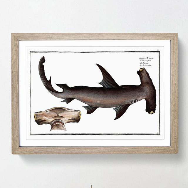 Hammerhead Shark by M.E. Bloch - Picture Frame Painting Print on MDF East Urban Home Frame Option: Oak Framed, Size: 36cm H x 48cm W x 2cm D on Productcaster.