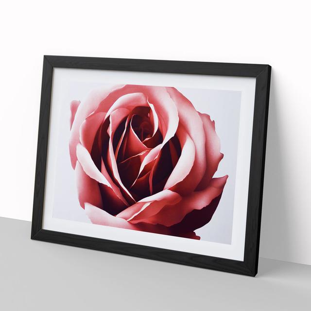 Mystical Rose Flower - Picture Frame Graphic Art Fairmont Park Frame Colour: Black , Size: 46cm H x 64cm W on Productcaster.