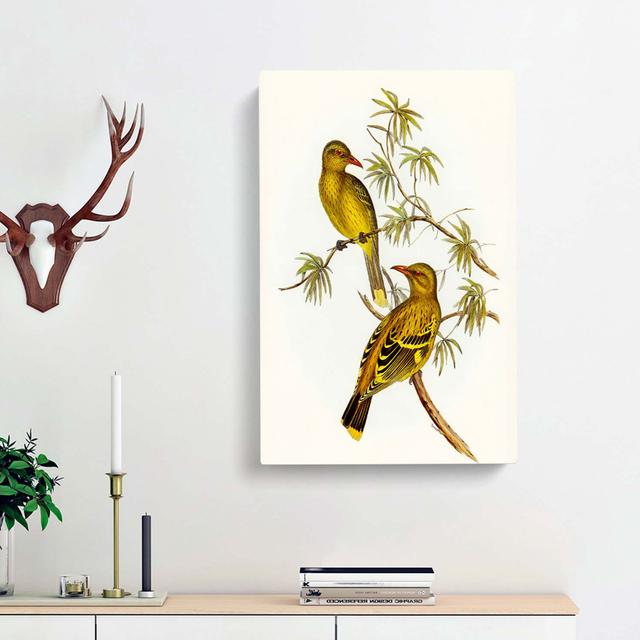 Crescent-Marked Oriole Birds by Elizabeth Gould - Wrapped Canvas Painting Print East Urban Home Size: 60cm H x 40cm W x 3cm D on Productcaster.