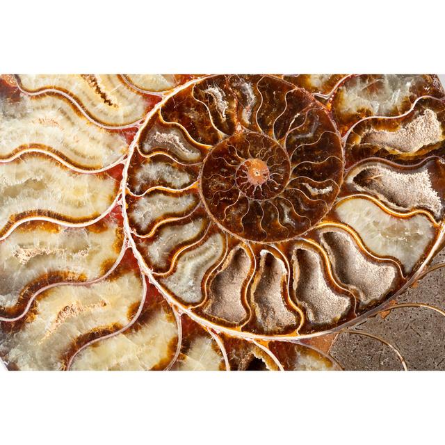 Beautiful Ammonite Mineral by Katarzynabialasiewicz - Wrapped Canvas Photograph Metro Lane Size: 30cm H x 46cm W on Productcaster.