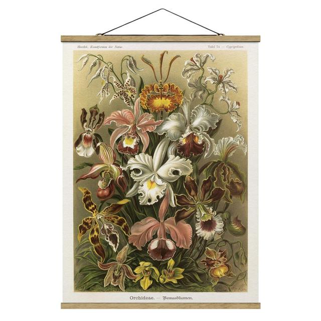 Stoffbild Vintage Bildungsplakette Orchidee Rosalind Wheeler Größe: 133,5 cm H x 100 cm B x 0,3 cm T on Productcaster.